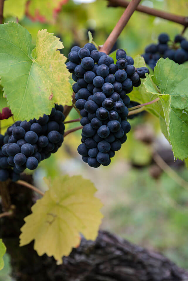 Pinot Noir grape vines
